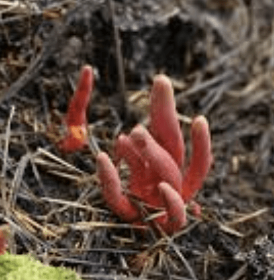 붉은사슴뿔버섯