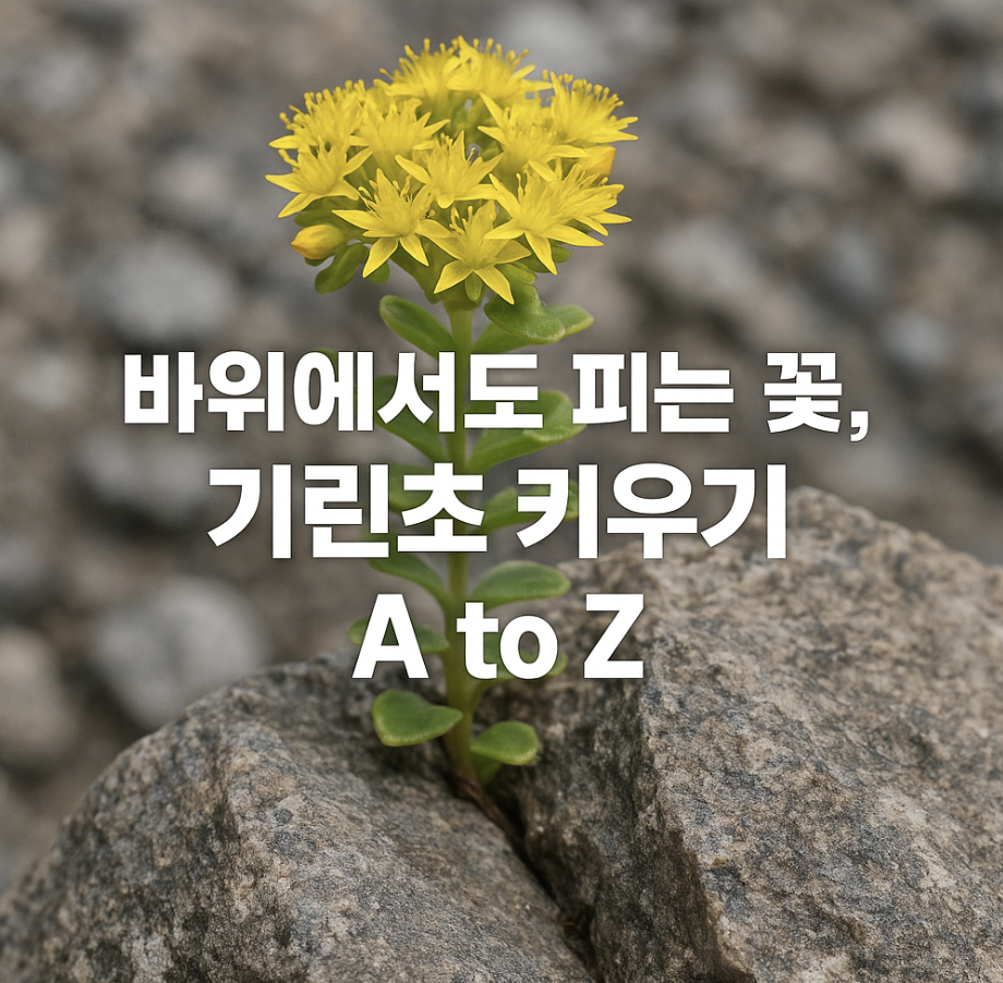바위에서도 피는 꽃, 기린초 키우기 A to Z