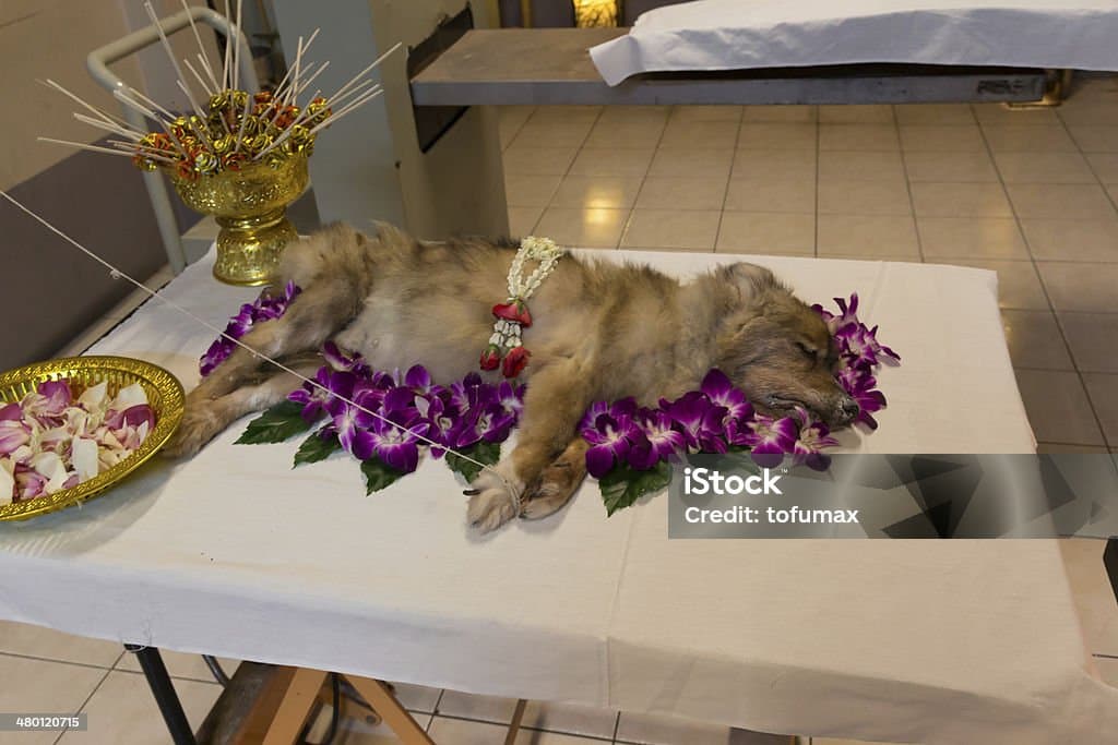 반려동물 장례 크리네이터