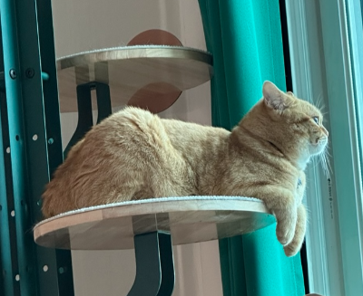 고양이 울음 원인 치매 인지장애 통증 질병 해결 방법