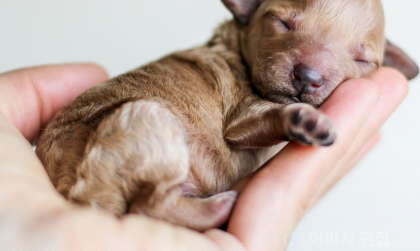 왜 강아지 보습제가 필요한가요? 관련 사진