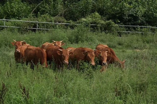 곤충과 동물의 차이점 생물 분류 기준과 이해 돕기_3
