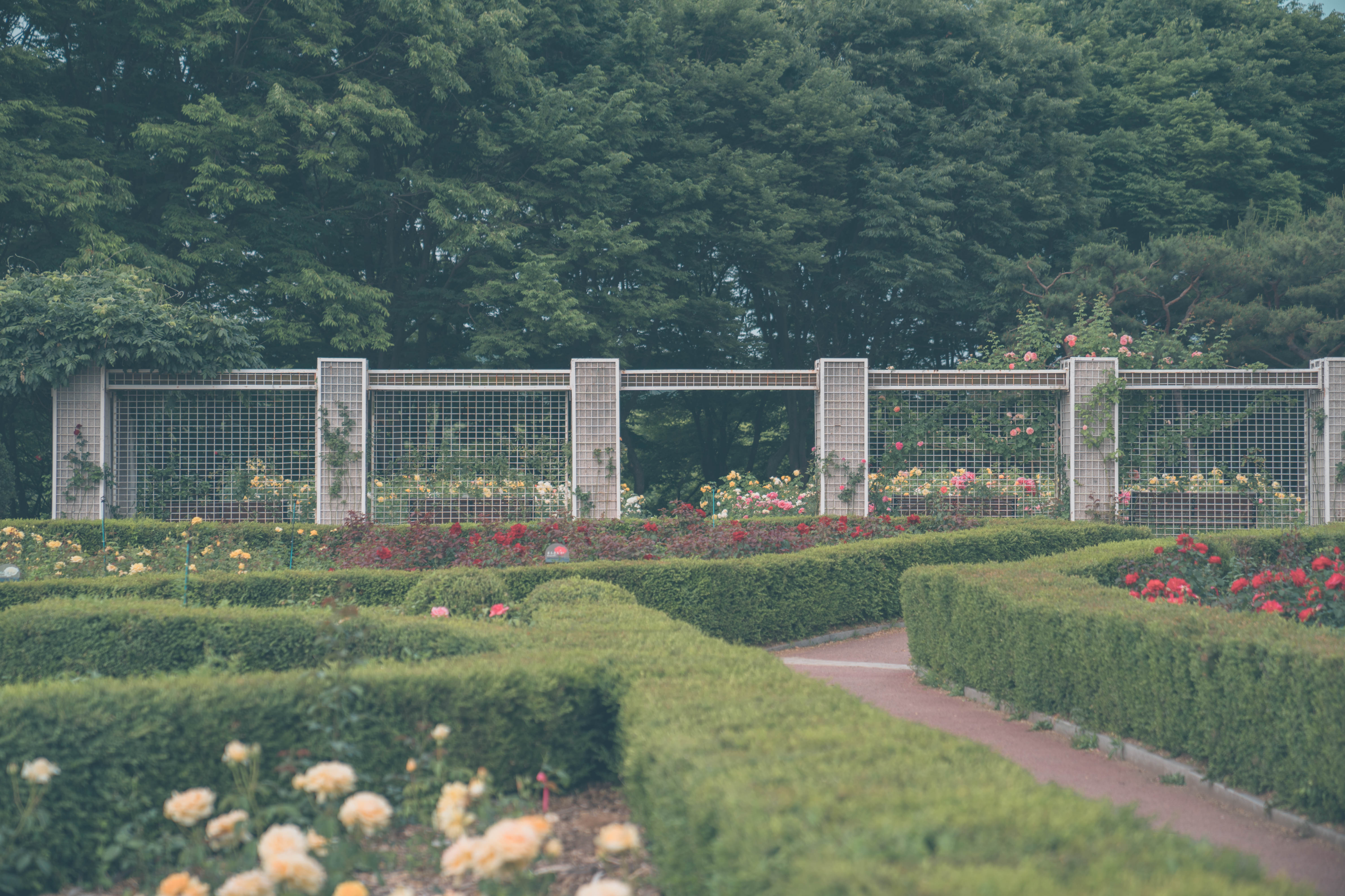 인천대공원 장미원