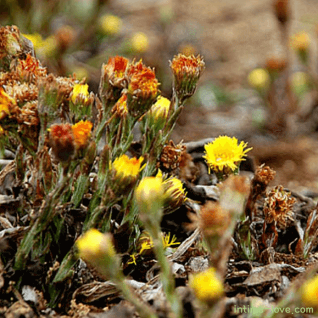 기침과 가래에 효과적인 관동화