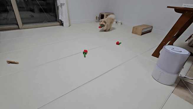 강아지가 장미꽃 장난감을 물고 달려오는 모습