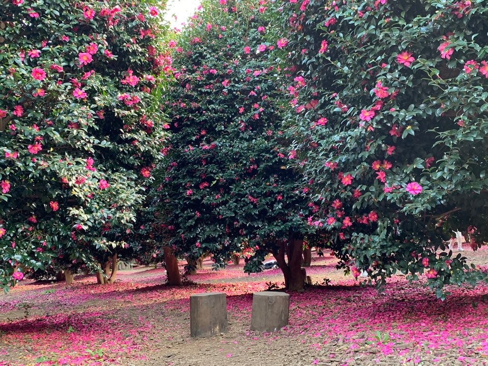 제주동백수목원