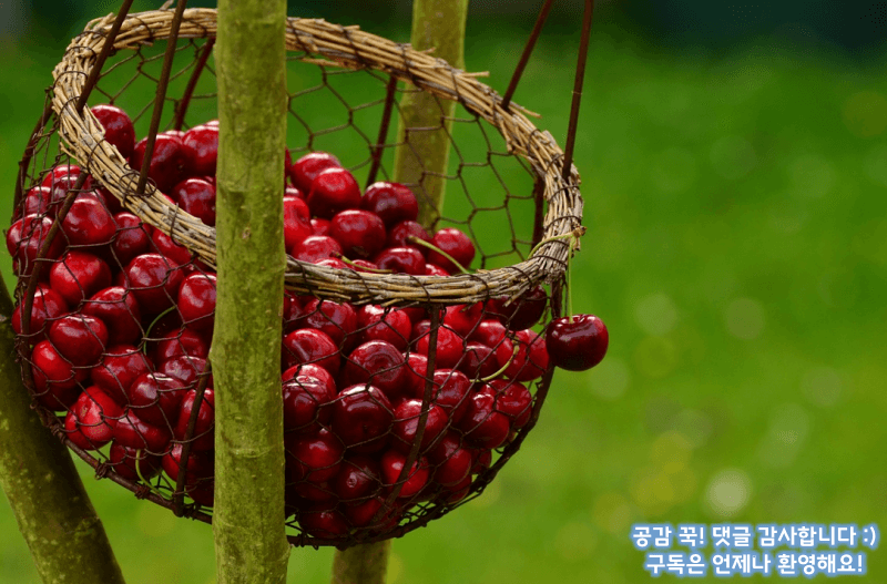 신맛이 강한 타트체리가 건강에 좋은 이유