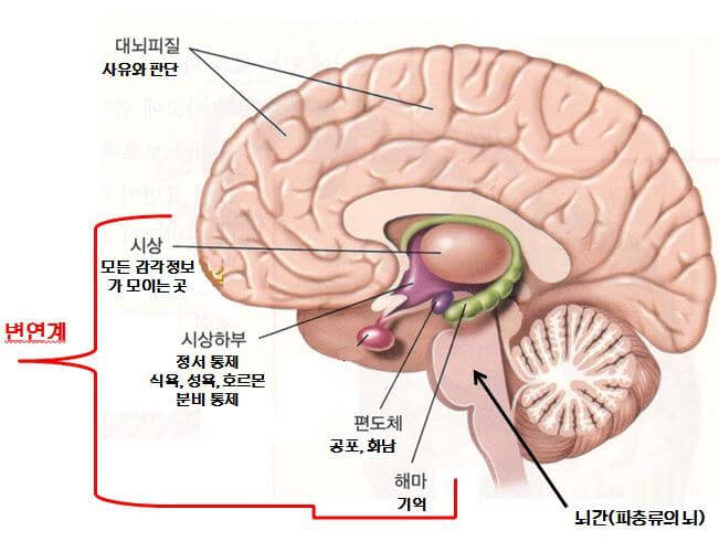 감정과 학습의 상관관계