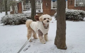 강아지 오래사는 신장관리 비법 생활습관_4