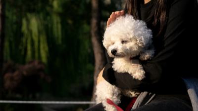 비숑프리제 사진