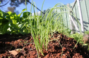 봄 향기 가득한 주말 여행 마무리: 대구 인근 쑥떡 전문점 투어 가이드