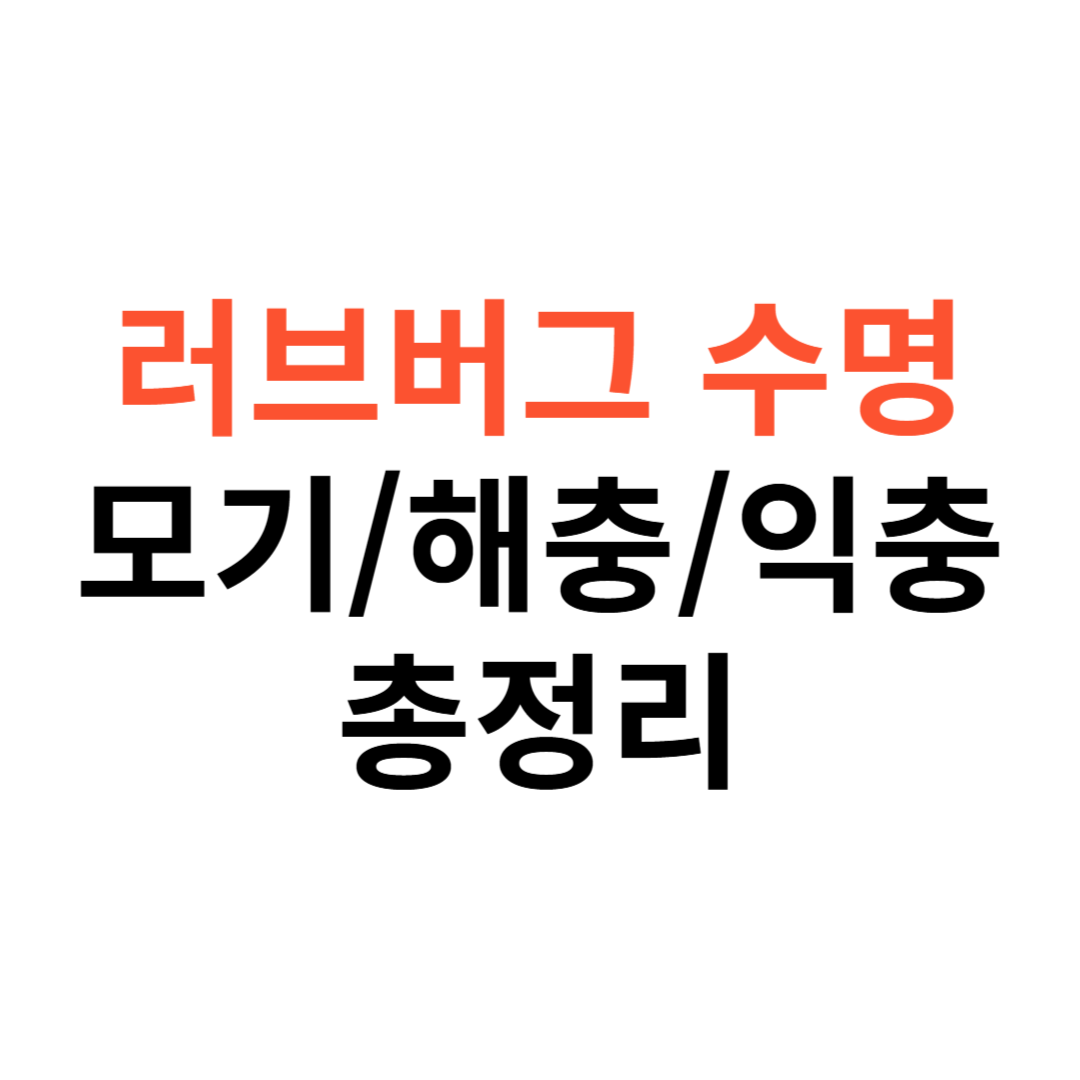 러브버그 수명