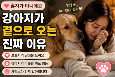 반려견이 보호자 감정을 느끼는 상황을 설명하는 이미지