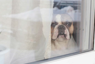 주인이 돌아오기를 기다리는 개