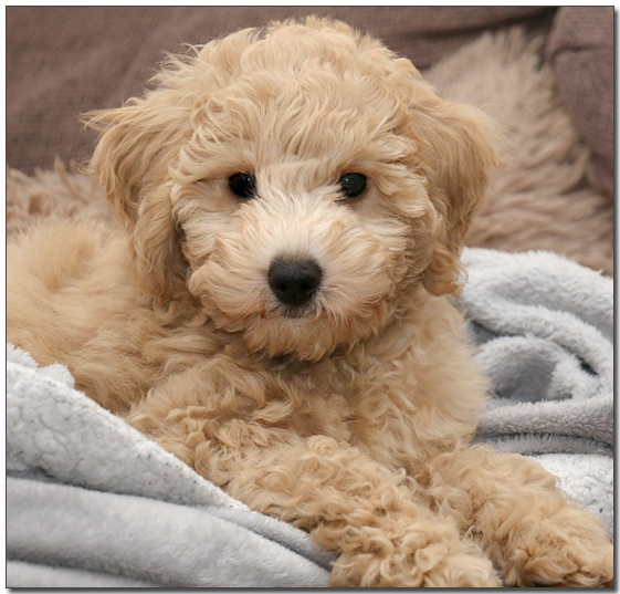 갈색 비숑프리제