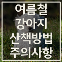 강아지 여름 주의사항