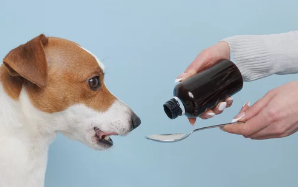 강아지/출처:어도비스톡