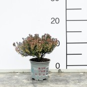 화분관리업체