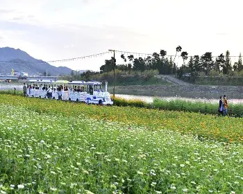 장성 황룡강 가을꽃축제_14