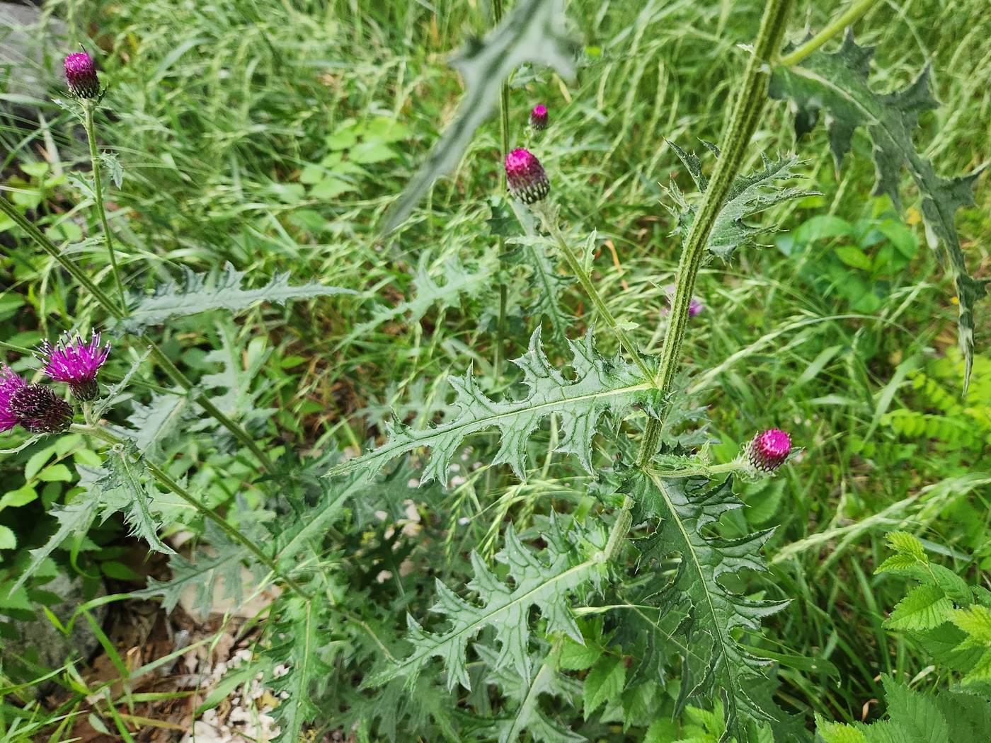 엉겅퀴(가시나물) Thistle