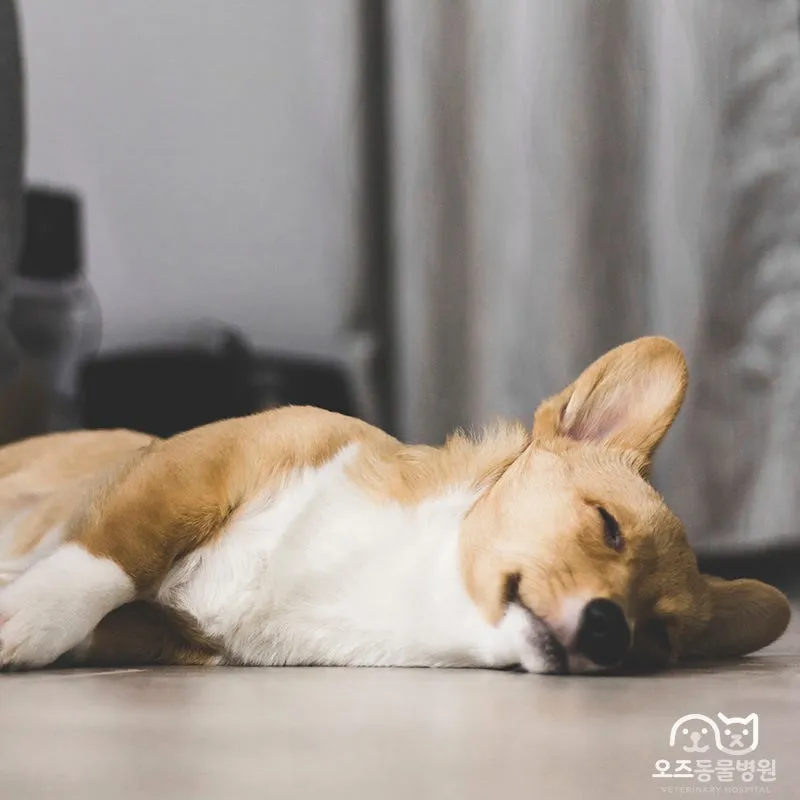 강아지 복막염 원인과 치료 방법_6