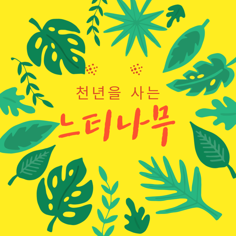 천년을 사는 느티나무