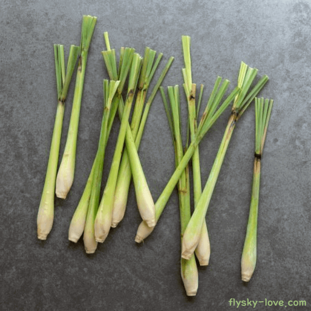 레몬그라스 고르는 법