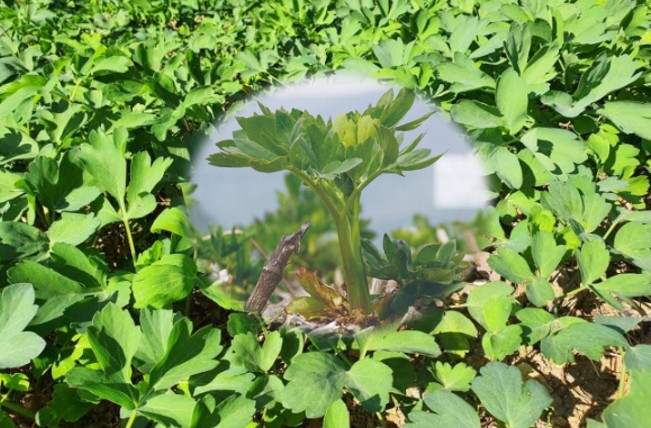 밭에서 자라고 있는 방풍의 모습