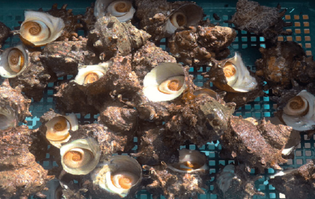 화성 피뿔고둥 양념코너 5호점&amp;#44; 궁평항 근처 회 맛집에서 만나는 제철 해산물