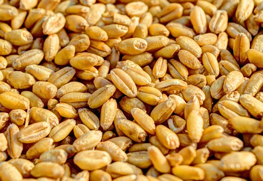 미정제된 통곡물