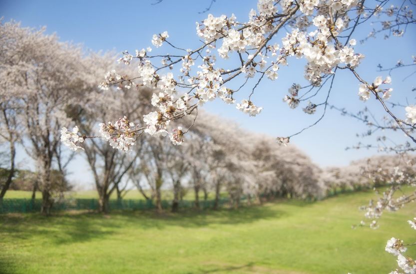 진해군항제 벚꽃축제 일정 및 행사안내