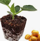 참외 재배 방법