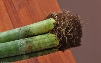 식물 뿌리가 썩었을 때 살리는 방법
