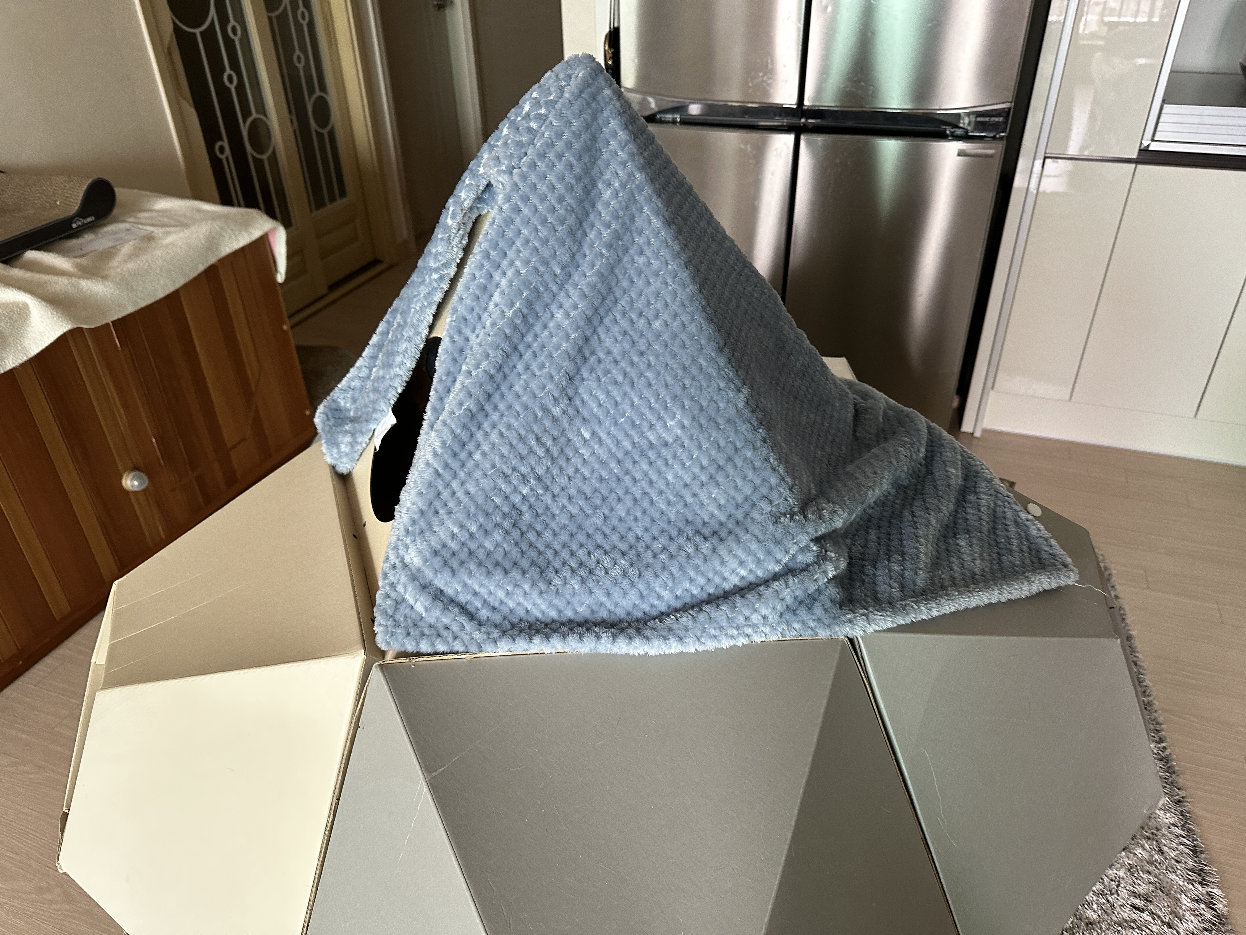 고양이들의_새로운_아지트