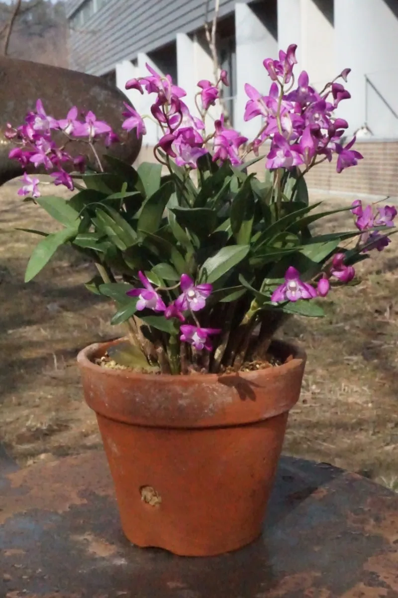 긴기아난 기르는법 꽃피우기 분갈이 물주기 꿀팁_8