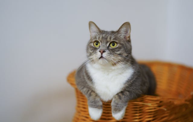 고양이-꿈-해몽-정리