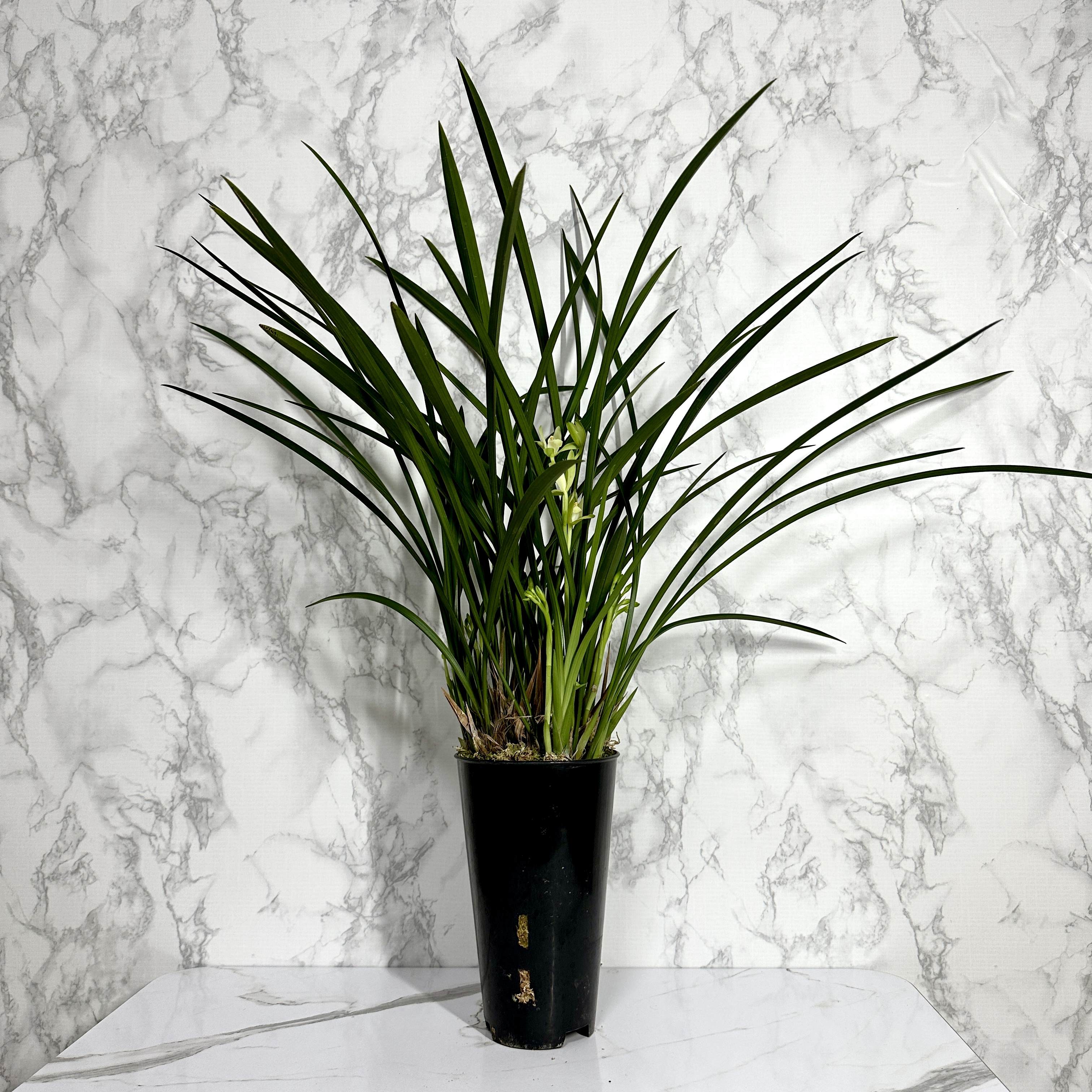 난 물주는 주기 동양란 물주기