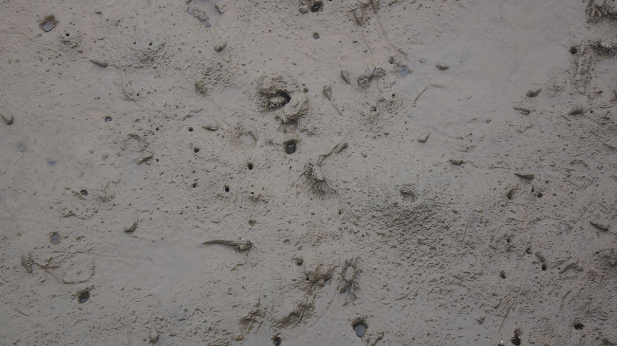 게와 망둥어 천지.