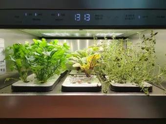 주방 허브 키우기 물주기 수확관리 세척보관 어르신도 간단 실천_15