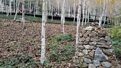 단풍명소_화담숲_자작나무숲