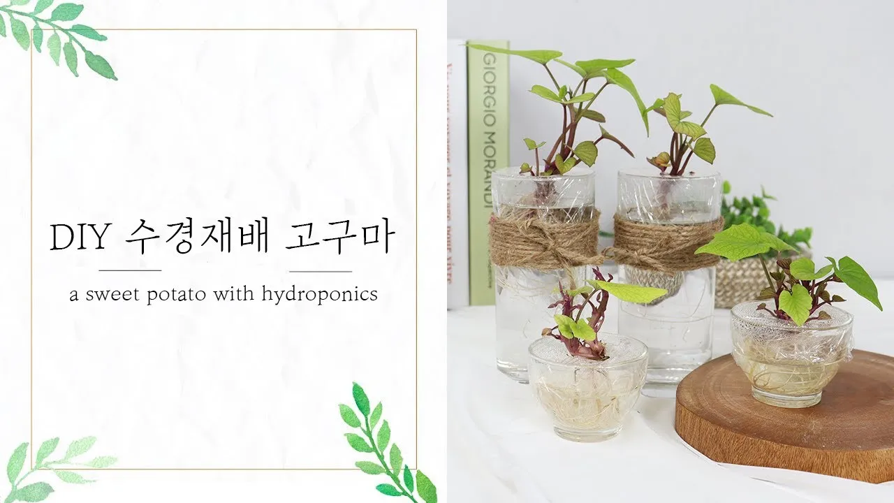 알리 수경재배기 리뷰_4