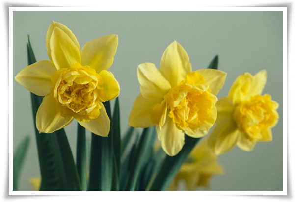 "수선화" 봄의 향기를 담은 마음을 따뜻하게 해 주는 봄의 전령사!