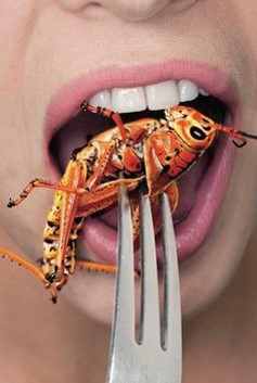 메뚜기를-튀겨서-포크에-찍어-입에-넣는-벌레-먹는