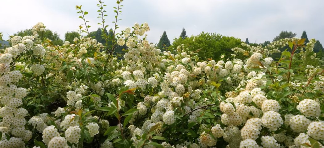 5월에 꼭 가봐야 할 적국 봄꽃 명소