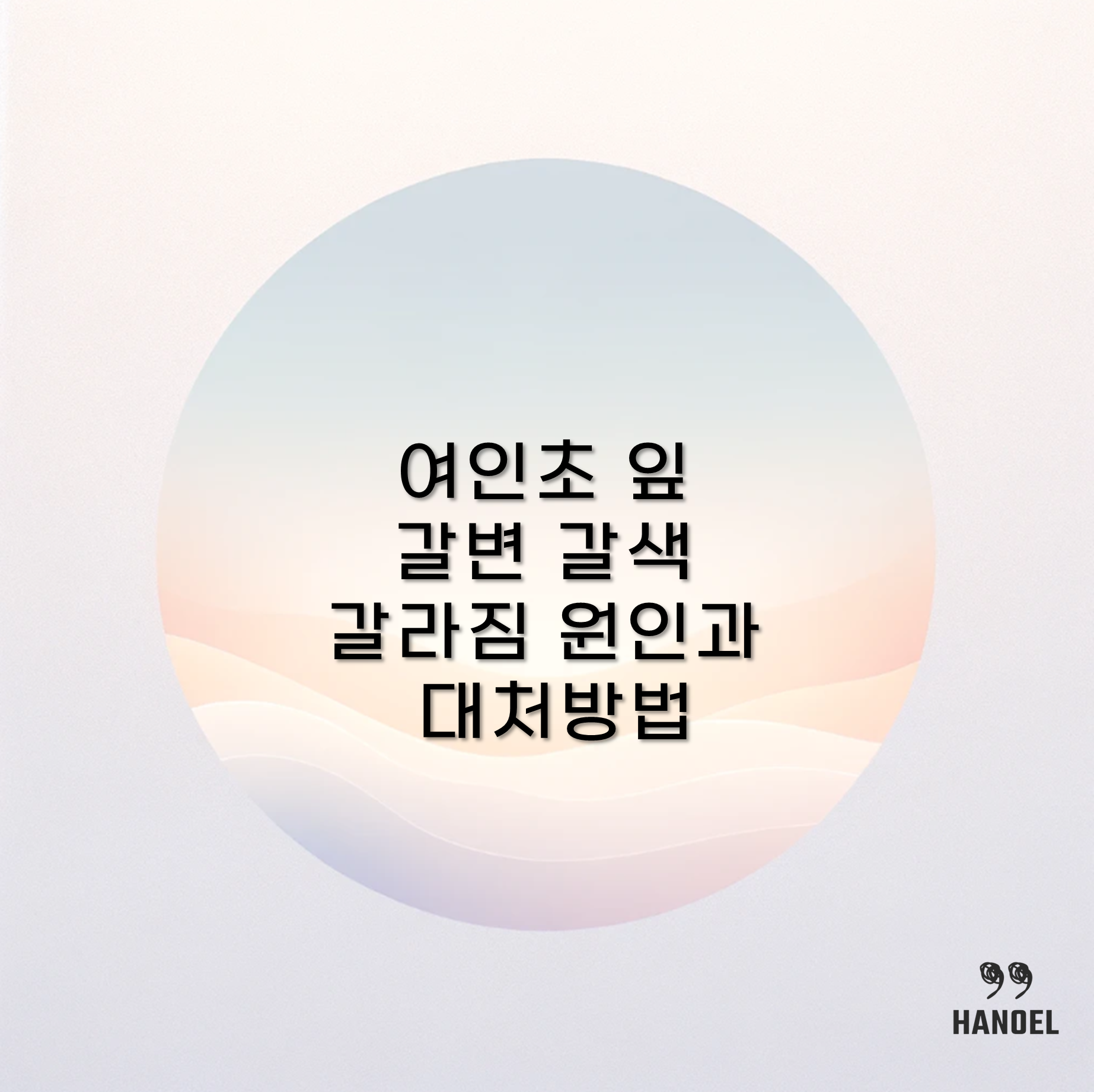 여인초 잎 노래지는 이유 갈변 갈색 갈라짐 원인과 대처방법