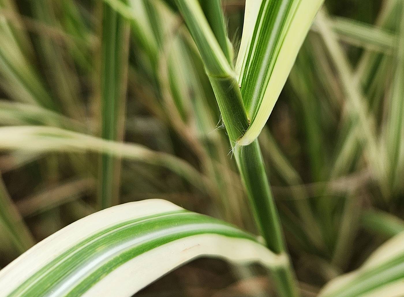 흰줄무늬억새 (참억새 바리에가투스)