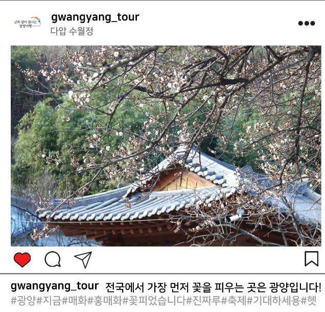 광양에서 매화축제