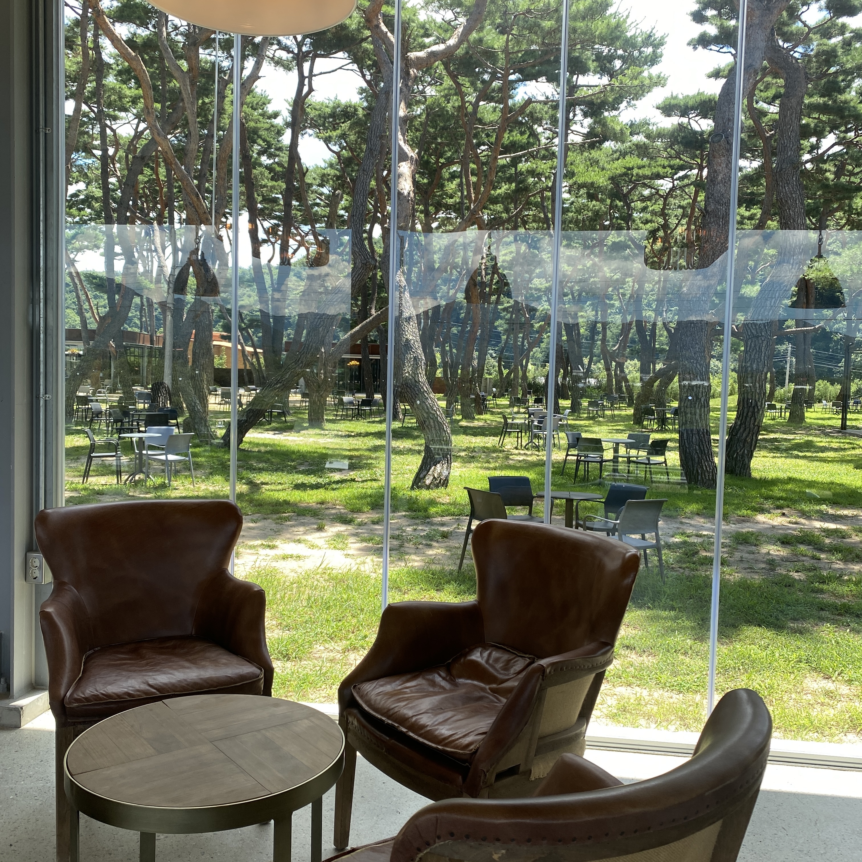 내부에서 보이는 소나무 숲