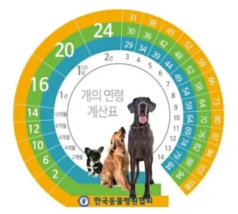 강아지 나이 환산법 가이드 실제 나이 확인 방법_12