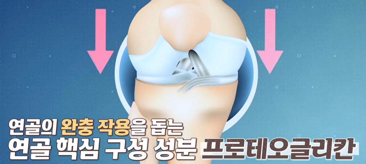 프로테오글리칸 역할